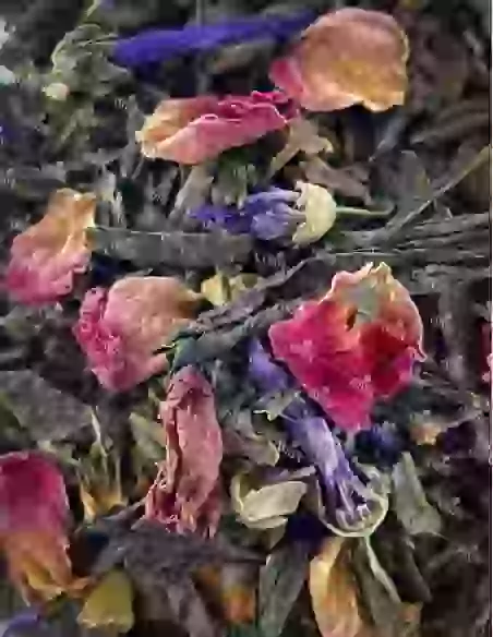 L'Esprit de Simone de Beauvoir : Jardin des Plantes - Sencha | N°41