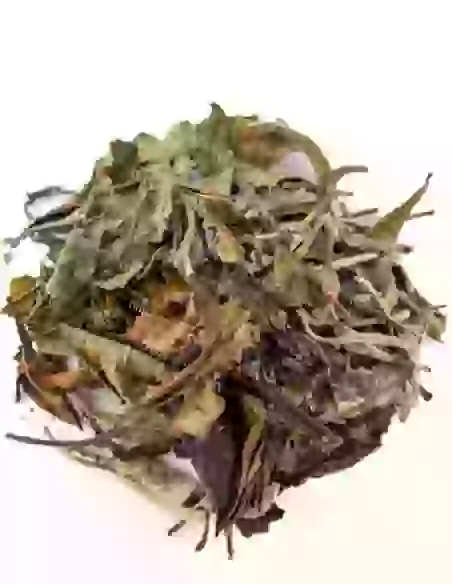Pai Mu Tan du Fujian | N°24