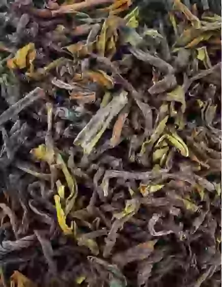 L'Esprit de Georges Sand : Darjeeling d'Himalaya | N°40