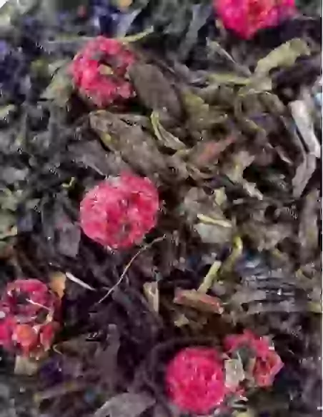 Hikari Sencha | N°4