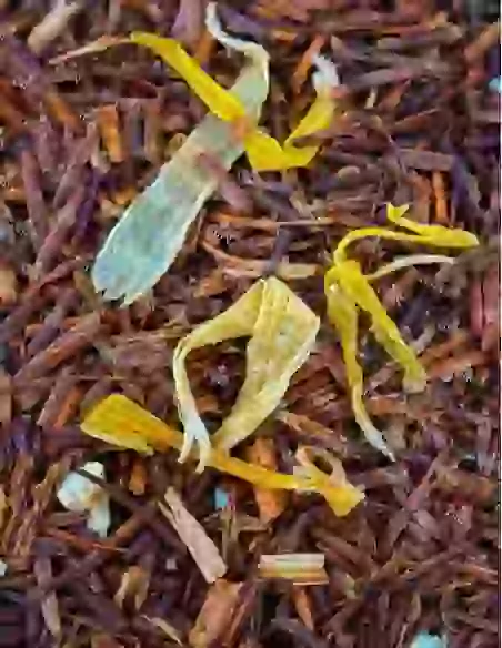 Rooibos Orange | N°30
