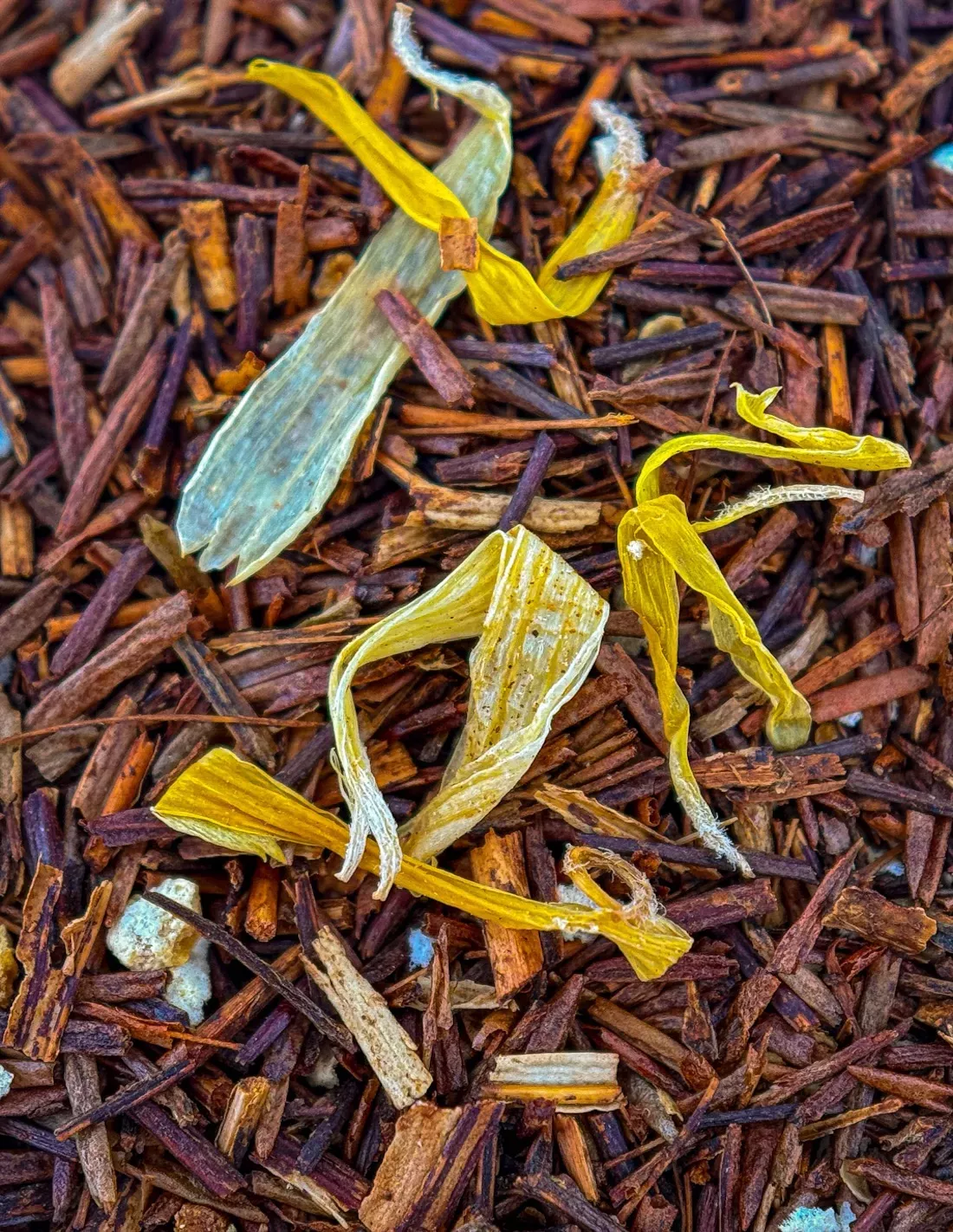 Rooibos Orange | N°30
