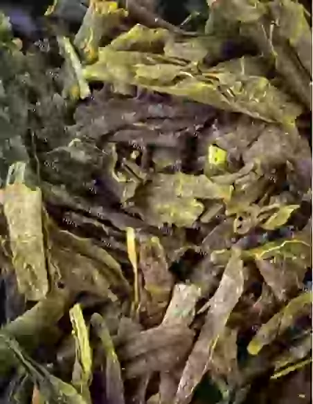Sencha du Lord | N°26