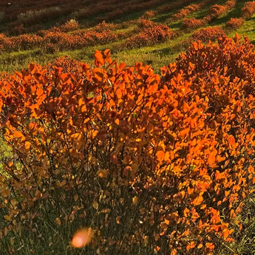 Rooibos